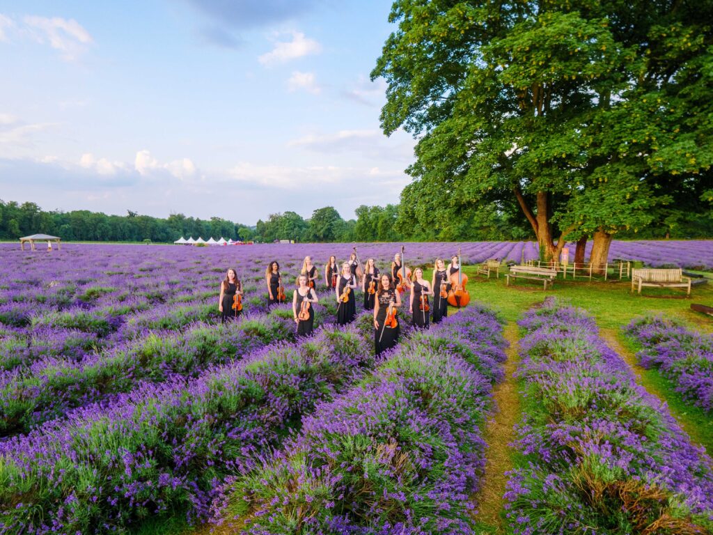 Blue Topaz Strings String Orchestra at Mayfield Lavendar Farm